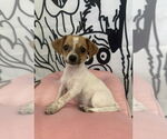 Small #2 Jack Russell Terrier