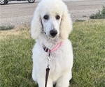 Puppy Petals Poodle (Standard)