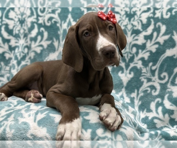 Medium Photo #4 Great Dane Puppy For Sale in LAKELAND, FL, USA