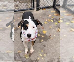 Mutt Dogs for adoption in Tulsa, OK, USA