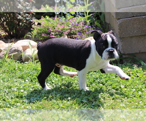 Boston Terrier Puppy for sale in SHILOH, OH, USA