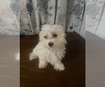 Small #9 Maltese