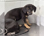 Small Labrador Retriever
