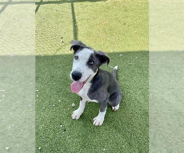Medium Photo #1 Labrador Retriever-Unknown Mix Puppy For Sale in Pasadena, TX, USA