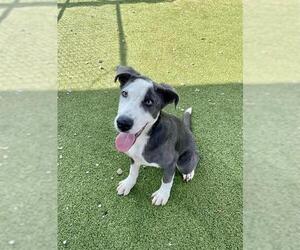 Labrador Retriever-Unknown Mix Dogs for adoption in Pasadena, TX, USA