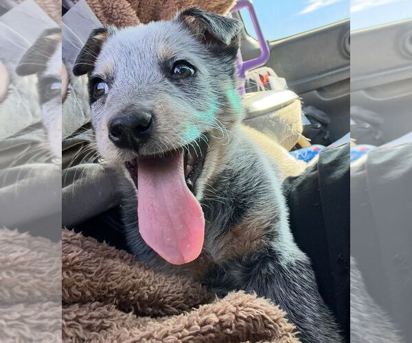 Medium Photo #3 Australian Shepherd-Unknown Mix Puppy For Sale in Grafton, WI, USA