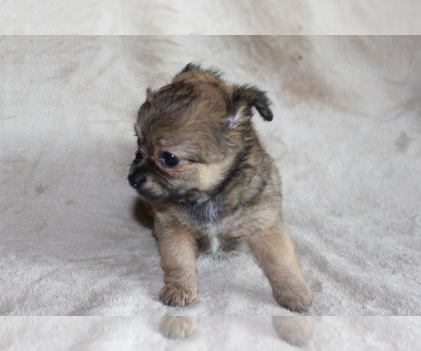 Medium Photo #18 Chihuahua Puppy For Sale in HUDSONVILLE, MI, USA