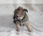 Small Photo #18 Chihuahua Puppy For Sale in HUDSONVILLE, MI, USA