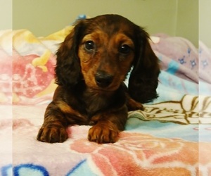 Dachshund Puppy for sale in PEABODY, MA, USA