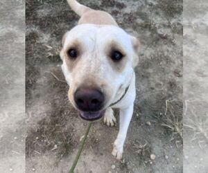 Labrador Retriever-Unknown Mix Dogs for adoption in Jackson, MS, USA