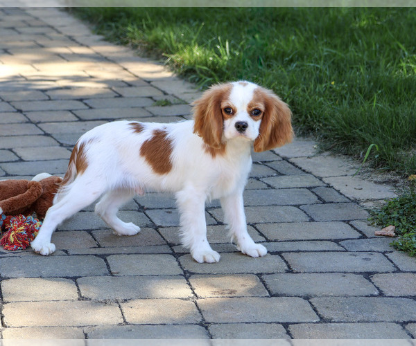 Medium Photo #5 Cavalier King Charles Spaniel Puppy For Sale in SYRACUSE, IN, USA