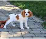 Khalil - Male Cavalier King Charles Spaniel Puppy for Sale - Photo #5