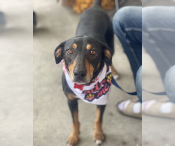 Medium Photo #9 Mutt Puppy For Sale in Mount Laurel, NJ, USA