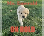 Puppy Emerald English Cream Golden Retriever