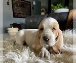 Small Photo #5 Basset Hound Puppy For Sale in HUGHSON, CA, USA