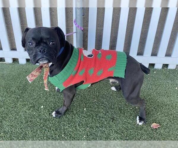 Medium Photo #1 Boxer-Unknown Mix Puppy For Sale in Modesto, CA, USA