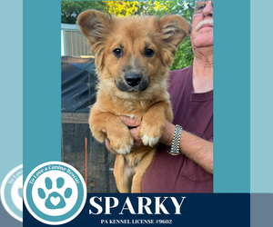Mutt Dogs for adoption in Kimberton, PA, USA