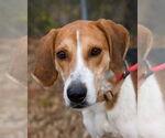 Small American Foxhound