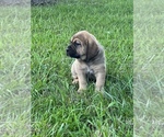 Small Photo #9 Bloodhound-Mastiff Mix Puppy For Sale in COLCORD, OK, USA
