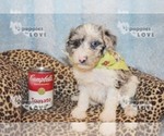 Small Photo #10 Australian Shepherd-Poodle (Toy) Mix Puppy For Sale in SANGER, TX, USA