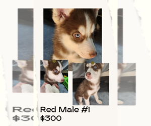 Siberian Husky Puppy for sale in EUCHA, OK, USA