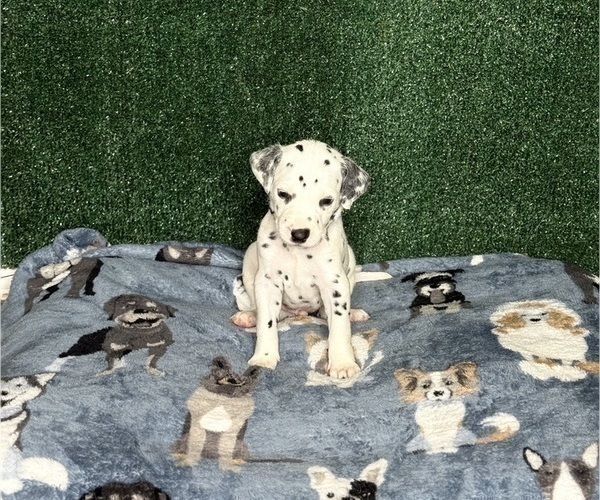 Medium Photo #3 Dalmatian Puppy For Sale in FORT WORTH, TX, USA