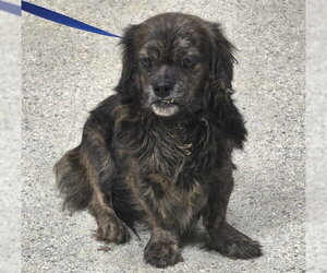 Dachshund-Unknown Mix Dogs for adoption in Conroe, TX, USA
