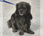 A433359 - Female Dachshund-Unknown Mix Dog for Adoption - Small photo