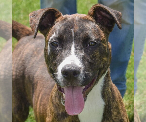 Medium Photo #4 Boxer-Bull Terrier Mix Puppy For Sale in Huntley, IL, USA