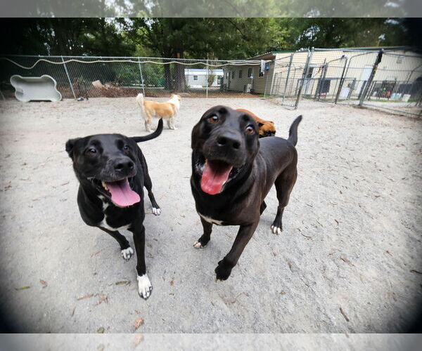 Medium Photo #16 Mutt Puppy For Sale in Myrtle Beach, SC, USA