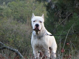 Father of the Dogo Argentino puppies born on 02/27/2019
