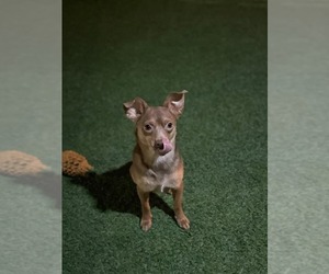 Bram - Male Chihuahua-Unknown Mix Dog for Adoption - Photo #2