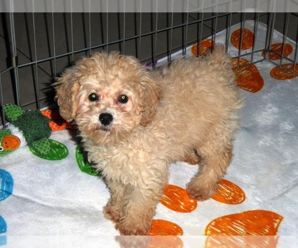 Medium Photo #2 Poodle (Toy) Puppy For Sale in ORO VALLEY, AZ, USA