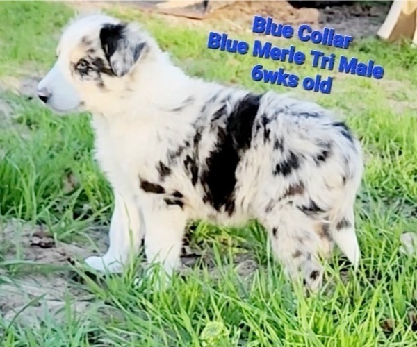 Full screen Photo #6 Border Collie Puppy For Sale in ELMENDORF, TX, USA