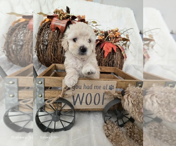 Medium Photo #1 Poodle (Toy) Puppy For Sale in YUCAIPA, CA, USA