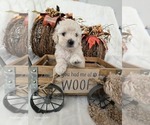 Puppy Delilah Poodle (Toy)