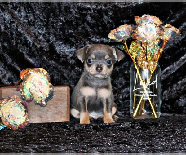 Medium Photo #55 Chihuahua Puppy For Sale in CHARLESTON, AR, USA
