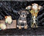 Small Photo #55 Chihuahua Puppy For Sale in CHARLESTON, AR, USA