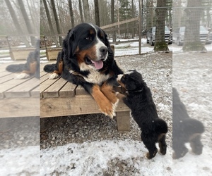 Mother of the Bernese Mountain Dog puppies born on 10/31/2022