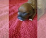 Small Photo #4 Boxer Puppy For Sale in METROPOLIS, IL, USA
