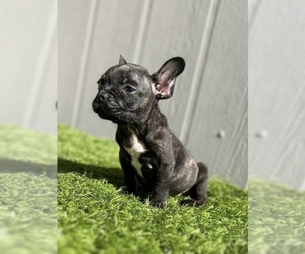 Medium Photo #14 French Bulldog Puppy For Sale in CHICAGO, IL, USA