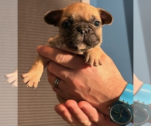 French Bulldog Puppy for Sale in CLARKSBURG, Maryland USA