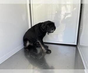 Cocker Spaniel Dogs for adoption in Modesto, CA, USA