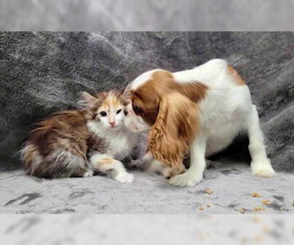 Medium Photo #5 Cavalier King Charles Spaniel Puppy For Sale in Lincolnwood, IL, USA