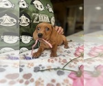 Small Photo #9 Dachshund Puppy For Sale in PERRIS, CA, USA