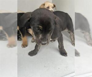 Mutt Dogs for adoption in Houston, TX, USA