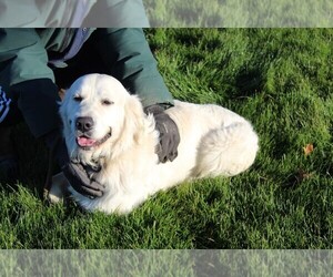 Father of the English Cream Golden Retriever puppies born on 07/02/2025