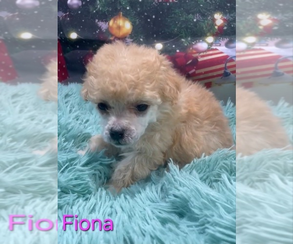 Medium Photo #3 Poodle (Toy) Puppy For Sale in AZLE, TX, USA