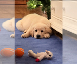 Small #3 English Cream Golden Retriever