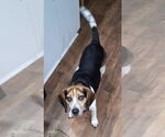 Small #15 Beagle